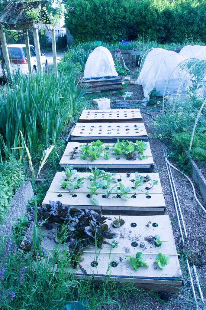 My Kratky Beds